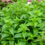 Aromatiques - Menthe Poivrée - face recto